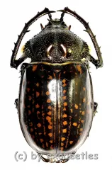 Cheirotonus gestroi ( 55 – 59 )