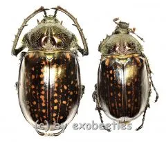 Cheirotonus gestroi ( M 55 – 59 )