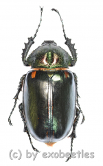 Cheirotonus jansoni ( 60 – 64 ) A1-