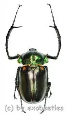 Cheirotonus jansoni ( 50 – 54 )