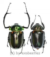 Cheirotonus jansoni ( M 55 – 59 )