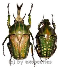 Chelorrhina polyphemus ( M 70 – 74 )