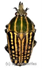 Chelorrhina savagei ( 50+ ) A2