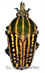 Chelorrhina savagei ( 50+ ) A2