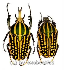 Chelorrhina savagei ( M 55 – 59 ) M = A1-