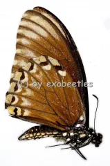Chilasa clytia clytia