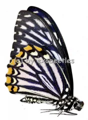 Chilasa clytia clytia