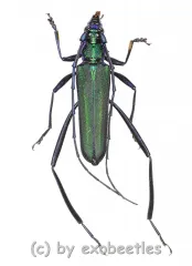 Chloridolum spec. #1 ( 25 - 29 )