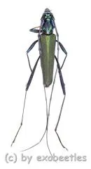 Chloridolum spec. #2 ( 15 - 19 ) A2