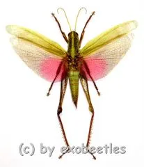 Chondracris rosea rosea ( spread )