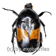 Chondrorrhina ( Chondrorrhina ) abbreviata ( 15 – 19 ) A2