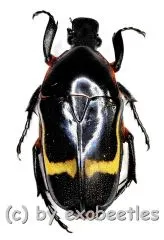 30 x Chondrorrhina ( Plaesiorrhinella ) mediana A2