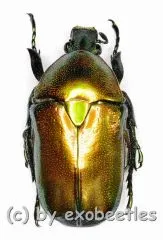 Chondrorrhina ( Plaesiorrhinella ) cinctuta recurva ( 20 – 24 )