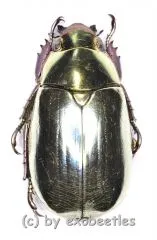 Chrysina strasseni ( golden / silber ) ( 20 – 29 )