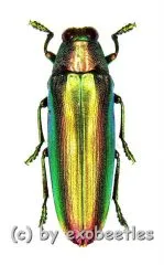 5 x Chrysochroa aurora