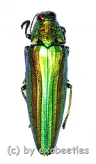 Chrysochroa baudoni ( 25 – 29 )