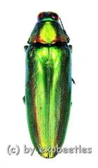 Chrysochroa rajah thailandica ( 35 – 39 )