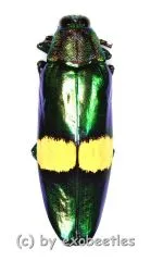 Chrysochroa saundersi ( 45 – 49 )