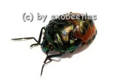 Chrysocoris sollii ( Nymphen )