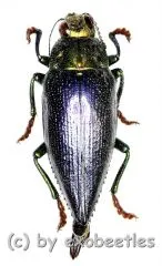 Chrysodema ( Gelaeus ) walkeri horaki ( 25 – 34 )