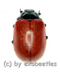Chrysomala ( Melasoma ) popula ( 5 – 9 )