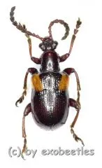 Chrysomelidae spec. #9 ( 10 – 14 )