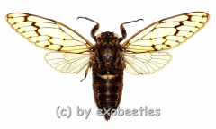 Cicada spec. #9 ( Spread )