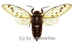 Cicada spec. #9 ( Spread )