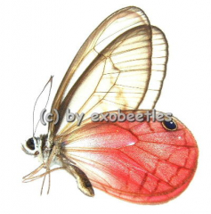 Cithaerias aurorina aurorina ( transparent rot / pink )