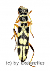 Cleridae spec. #3 ( 10 – 14 )