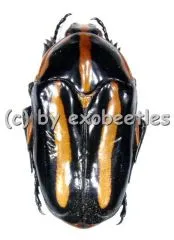 Clerota rigifica ( 30 – 34 )