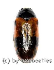 Clytra laeviuscula ( 10 – 14 )