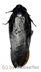 Cockroach spec. #2 ( 50 – 54 )