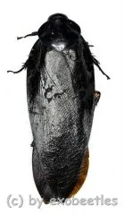 Cockroach spec. #2 ( 55 – 59 ) A2