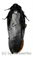 Cockroach spec. #2 ( 55 – 59 )
