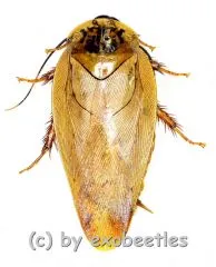 Cockroach spec. #3 ( 25 – 29 )