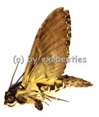 Coelonia fulvinotata