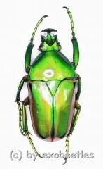 Coelorrhina ( Cyprolais ) aurata ( 30 – 34 )