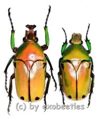 Coelorrhina ( Cyprolais ) viridipyga viridipyga ( M 25 – 34 )