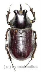 Coelosis biloba ( 45 – 49 )