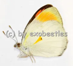 Colotis euippe