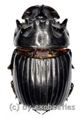 Copris ( Copris ) magicus ( 20 – 24 )