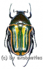 Coptomia mauritania fasciata ( 15 – 24 )