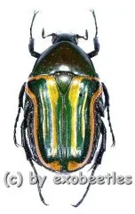 Coptomia mauritania fasciata ( 15 - 24 ) A2