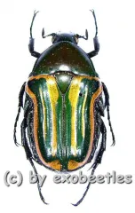 Coptomia mauritania fasciata ( 15 – 24 )