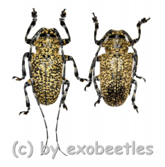 Coptops leucostictica ( M 15 - 19 )