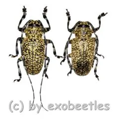Coptops leucostictica ( M 15 - 19 )
