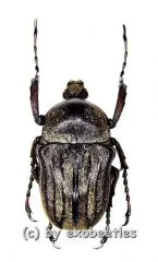 Cosmiomorpha decliva ssp.baryi ( 20 - 29 ) A1-