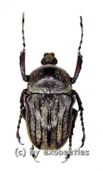 Cosmiomorpha decliva ssp.baryi ( 20 - 29 )