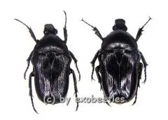 Cosmiomorpha ( Microcosmiomorpha ) setulosa ( 15 - 19 )